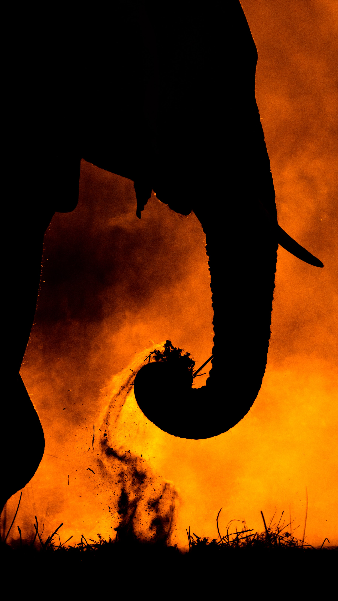 Elephant image sunset sillouette with dust