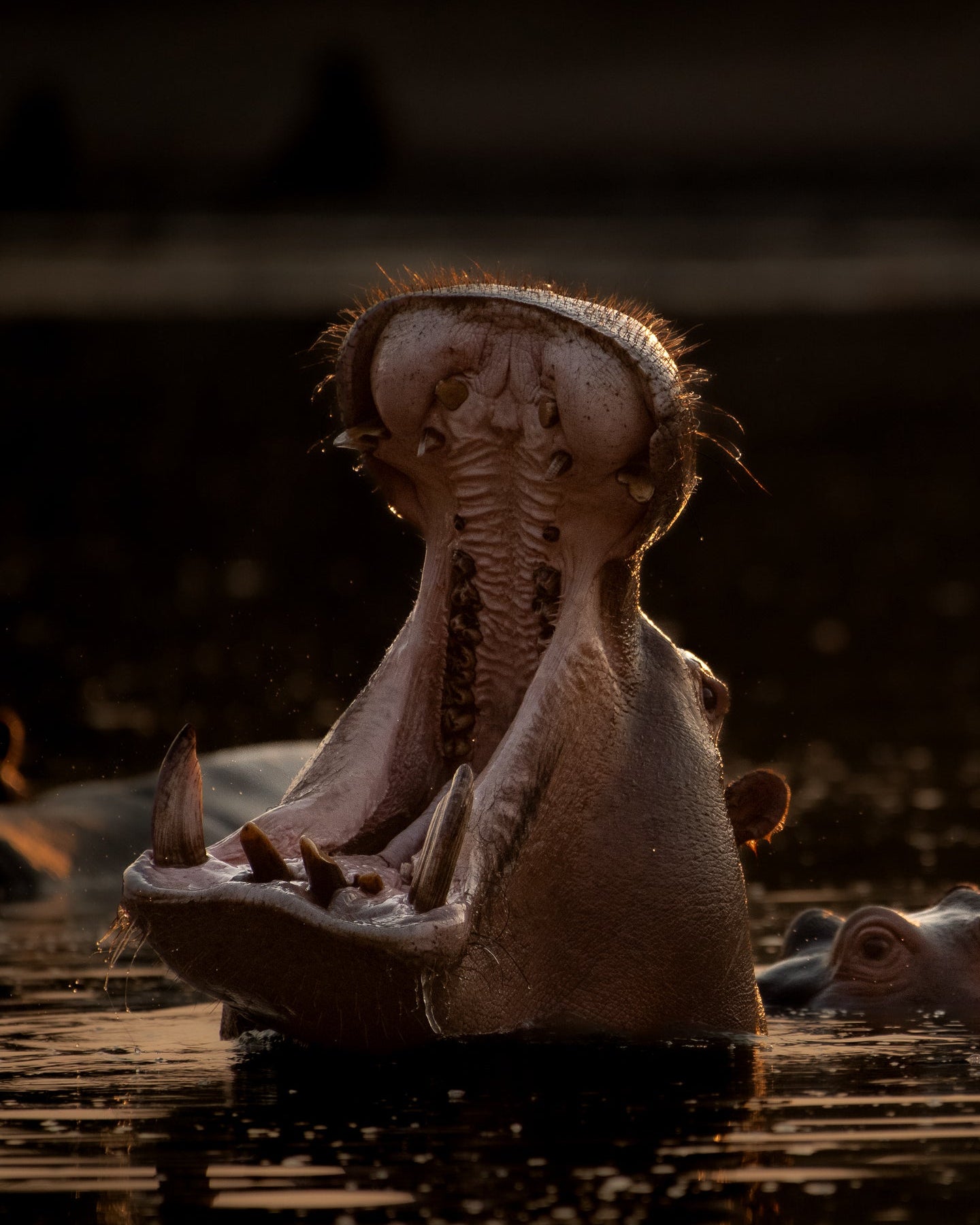 mana pools - photo safari -zimbabwe - hippo in water with gaping mouth