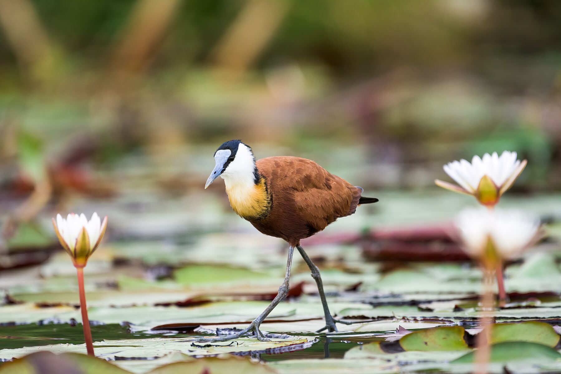 African Jacana walking on lillies Okavango Delta in Botswana
