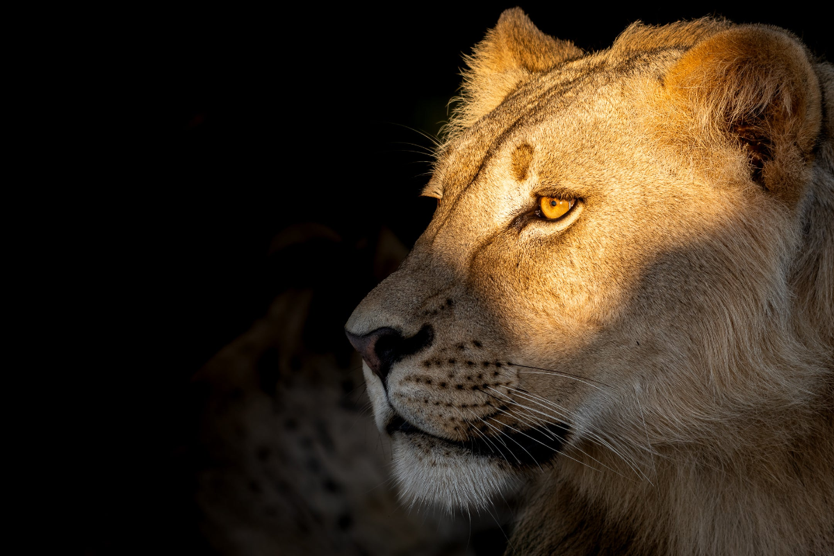 Male lion image with golden light
