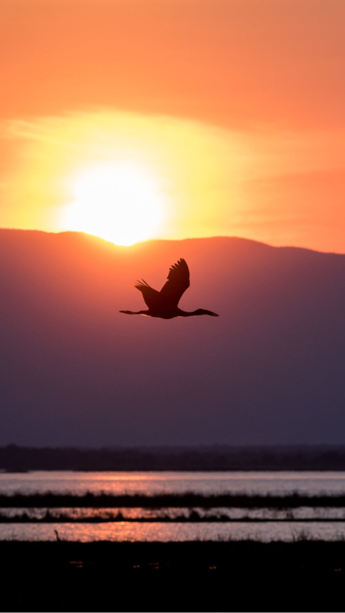 Zambezi sunset with open bill stork