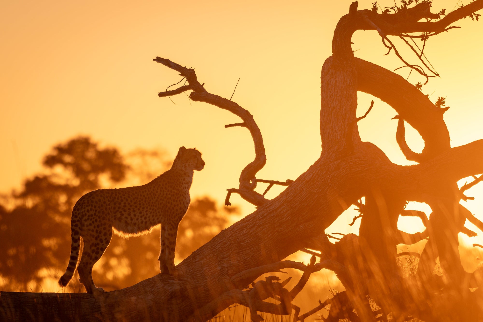 cheetah at sunrise in the Okavango Delta