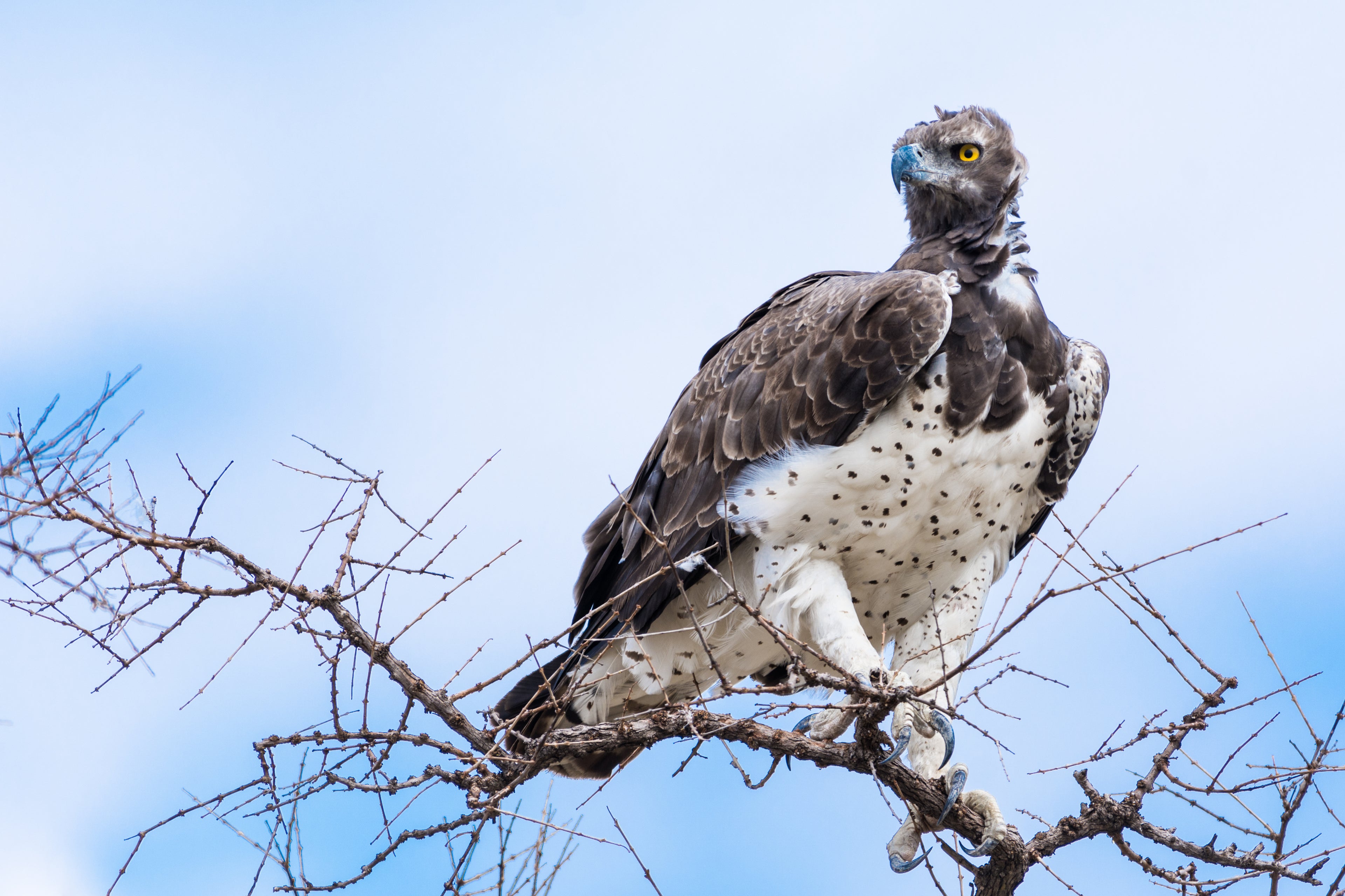 martial eagle in tree