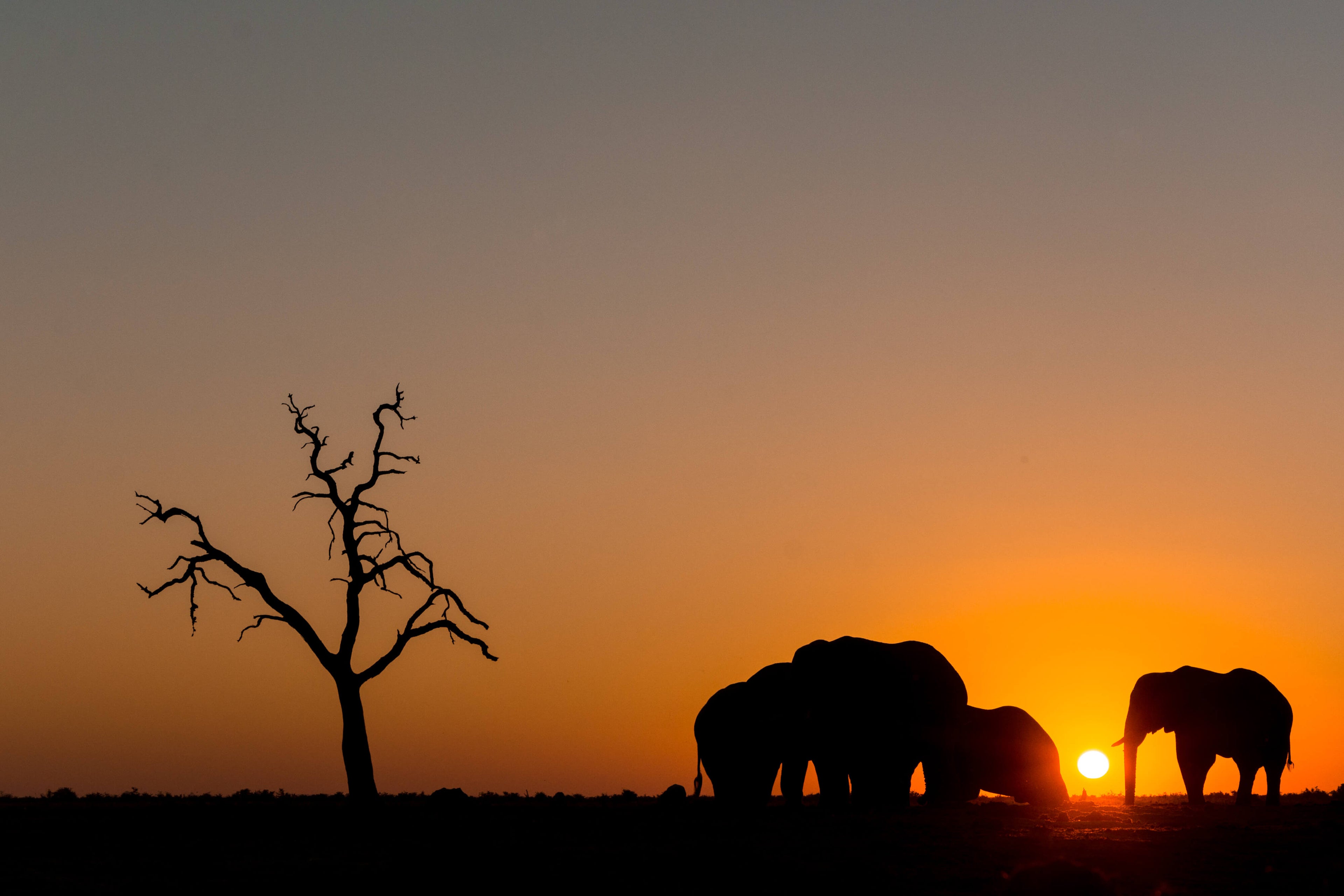 Elephants at sunset