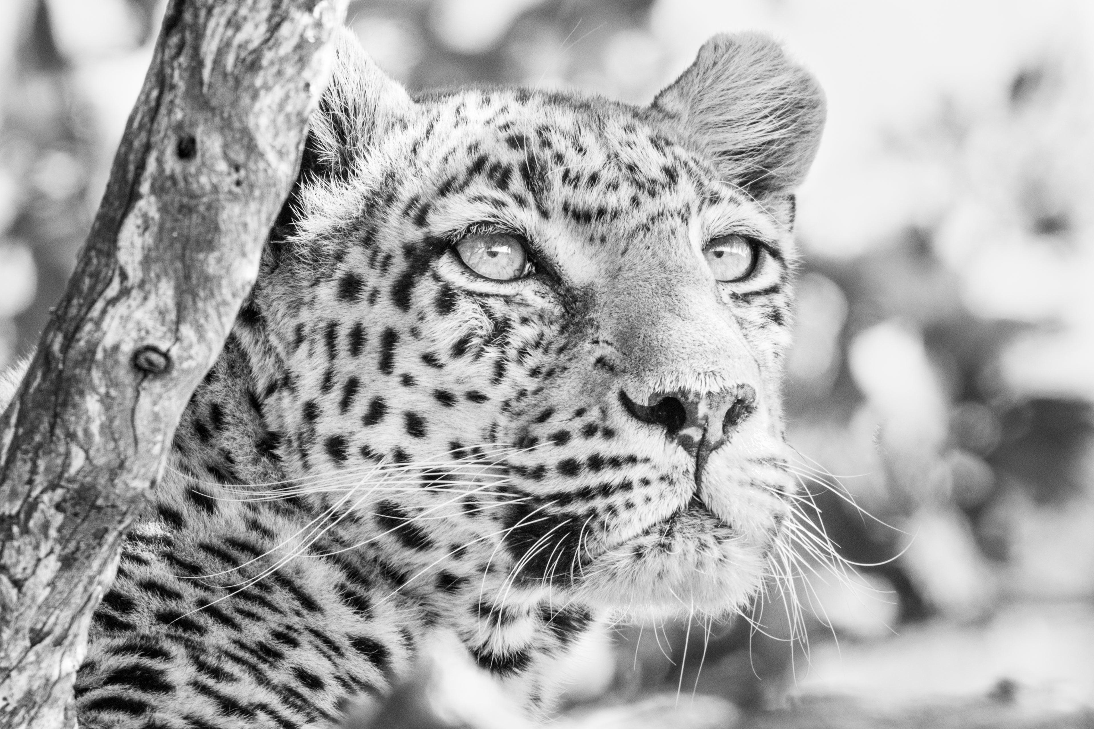 leopard close up