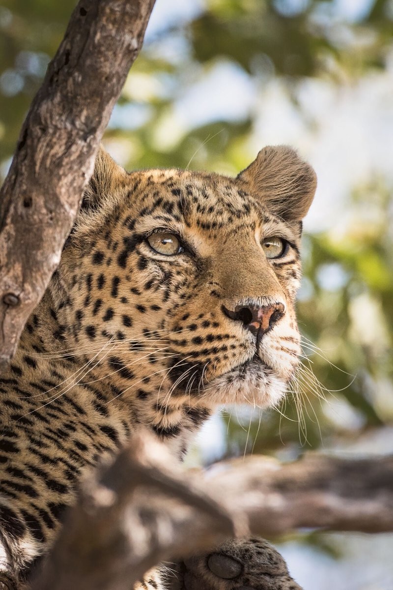 Leopard portrait african wildlife