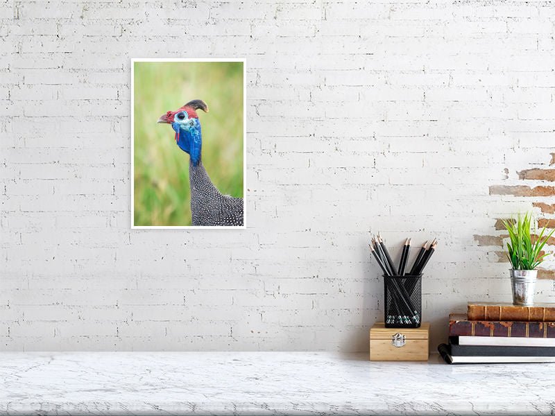 COLOURFUL FOWL - wildlife wall art print for home decor