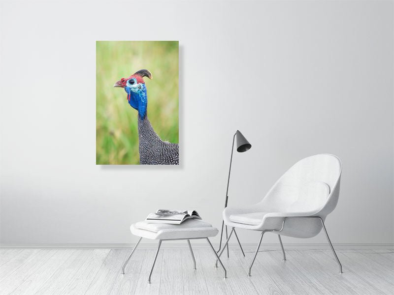 COLOURFUL FOWL - wildlife wall art print for home decor