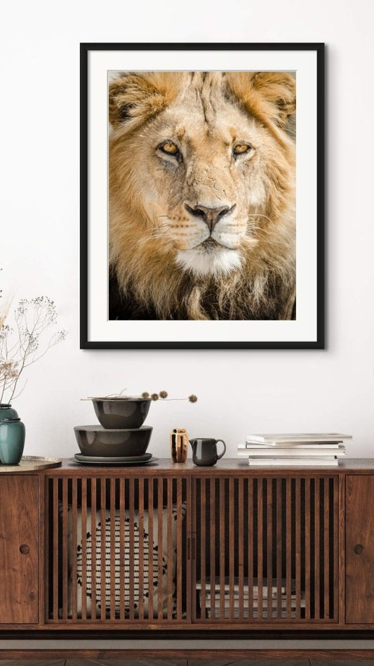 Lion Portrait African wildlife photography print