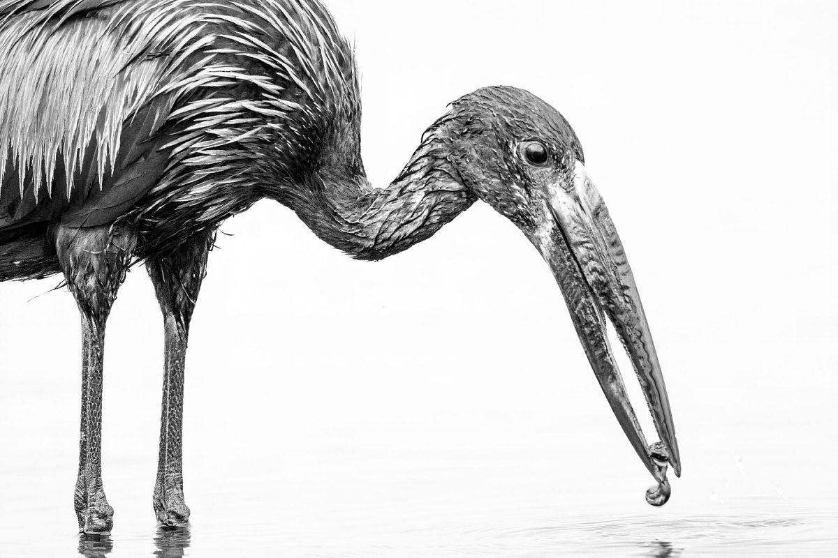 SPECIALIST - Fine Art Print - Limited edition - Wall art - African Wildlife Photography