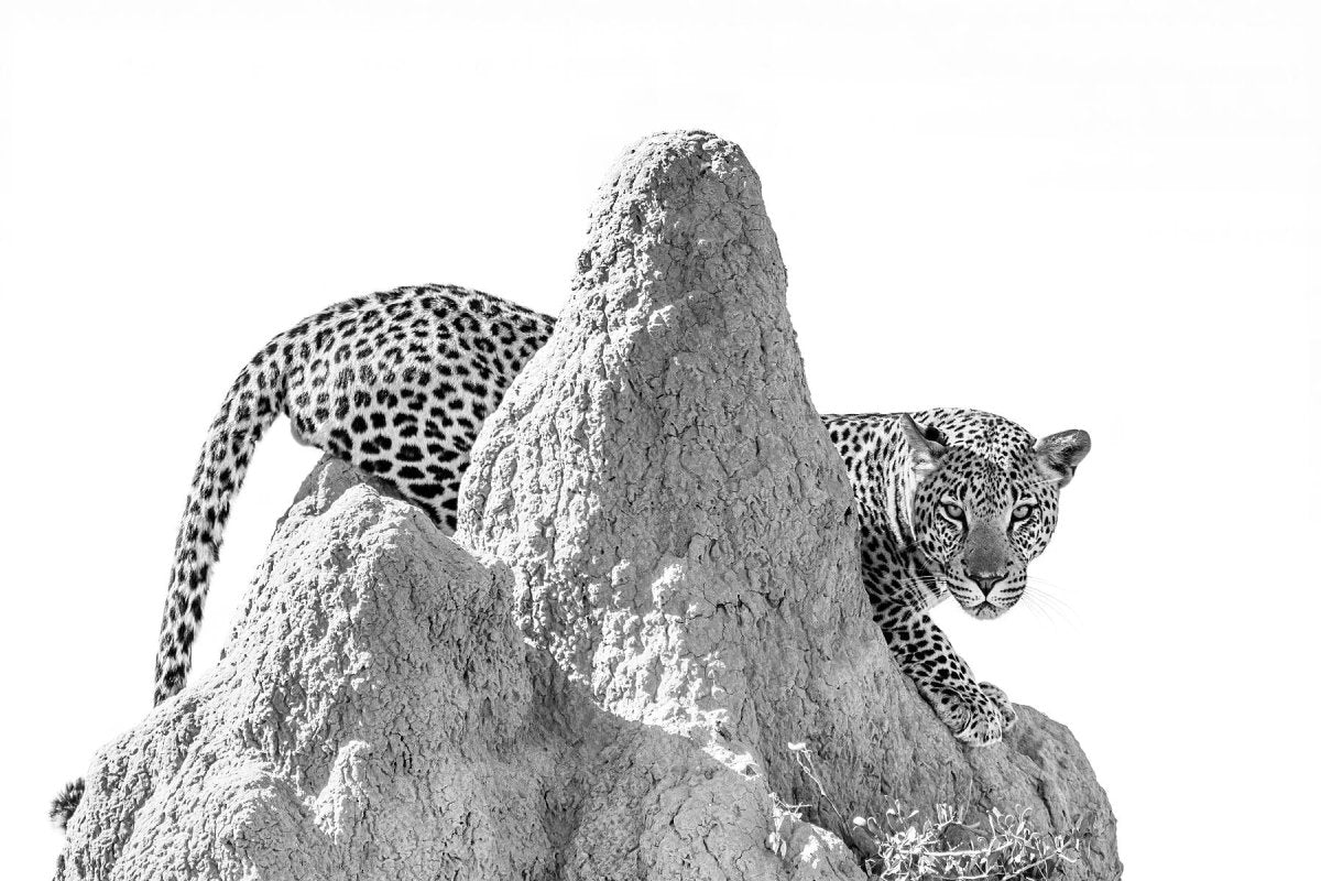 TERMINATOR - Fine Art Print - Limited edition - Wall art - African Wildlife Photography