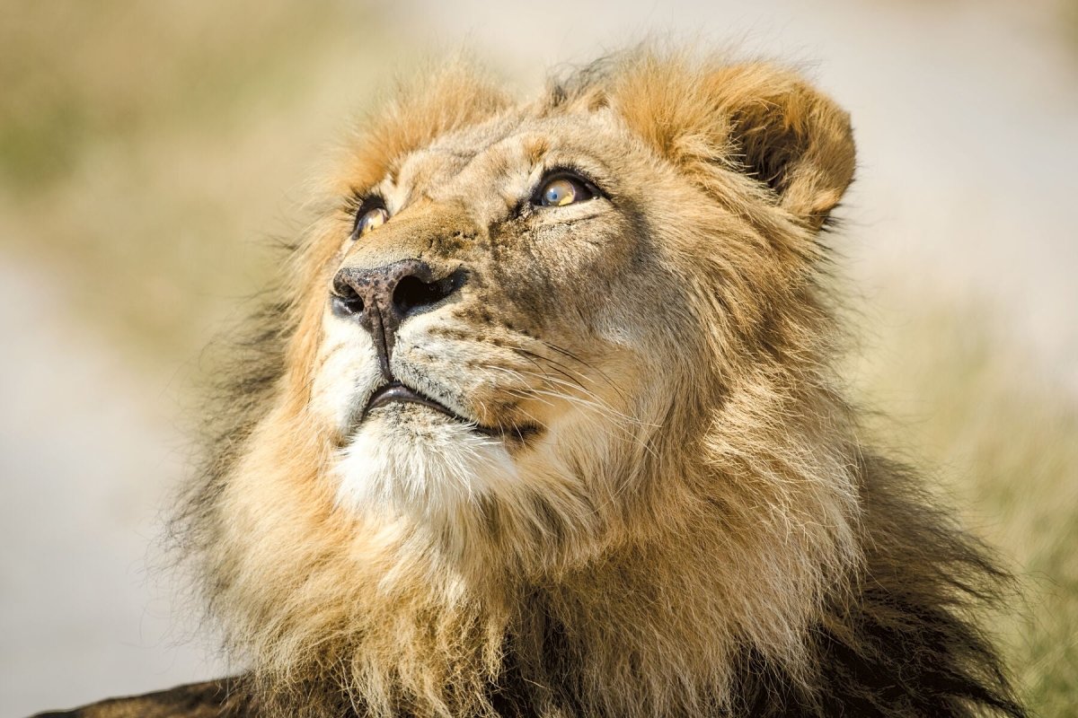 Kalahari male Lion portrait looking into the sky in colour