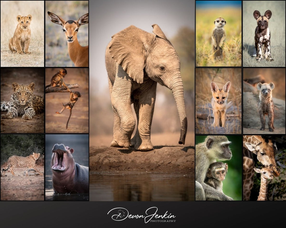 Bush Babies 2024: A Journey into Wildlife Conservation Through Calendars - Devon Jenkin Photography