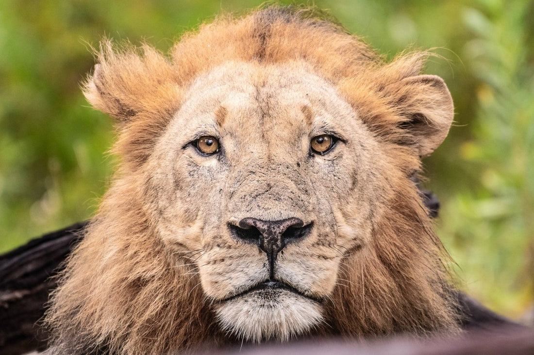 Why choose a green season safari in Botswana? - Devon Jenkin Photography