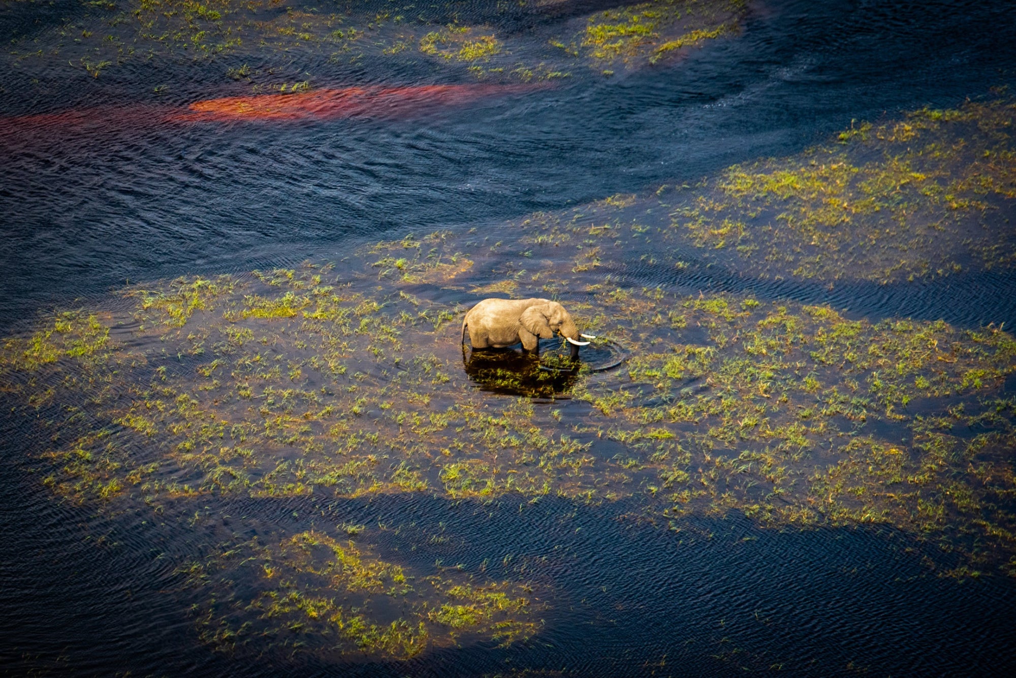 Elephant Bull feeding in the Okavango Delta african wildlife photography