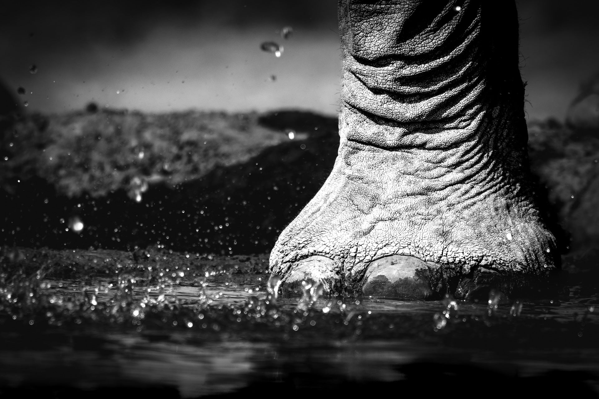 Close-up of an elephant's foot emerging from water with a dark background