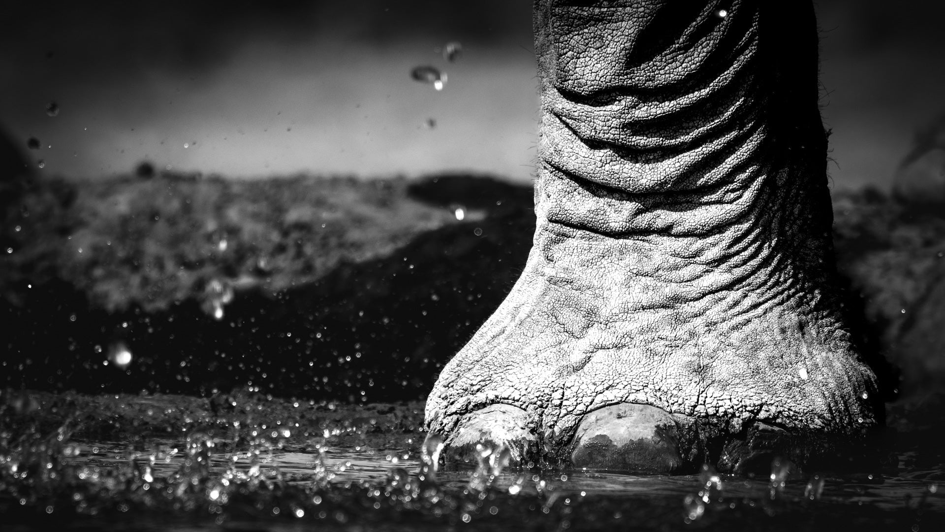 elephant foot close up black and white photography mashatu