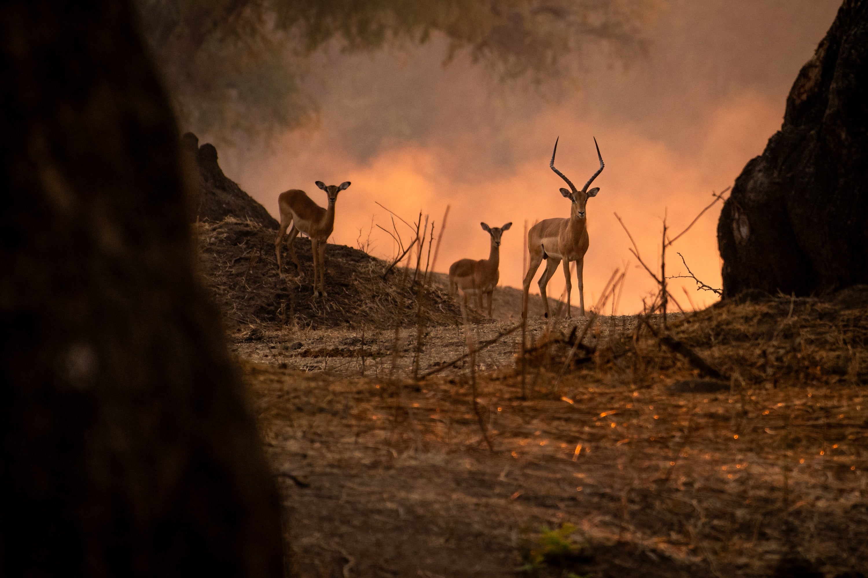 impalas standing against a dusty sunset in mana pools national park, Zimbabwe