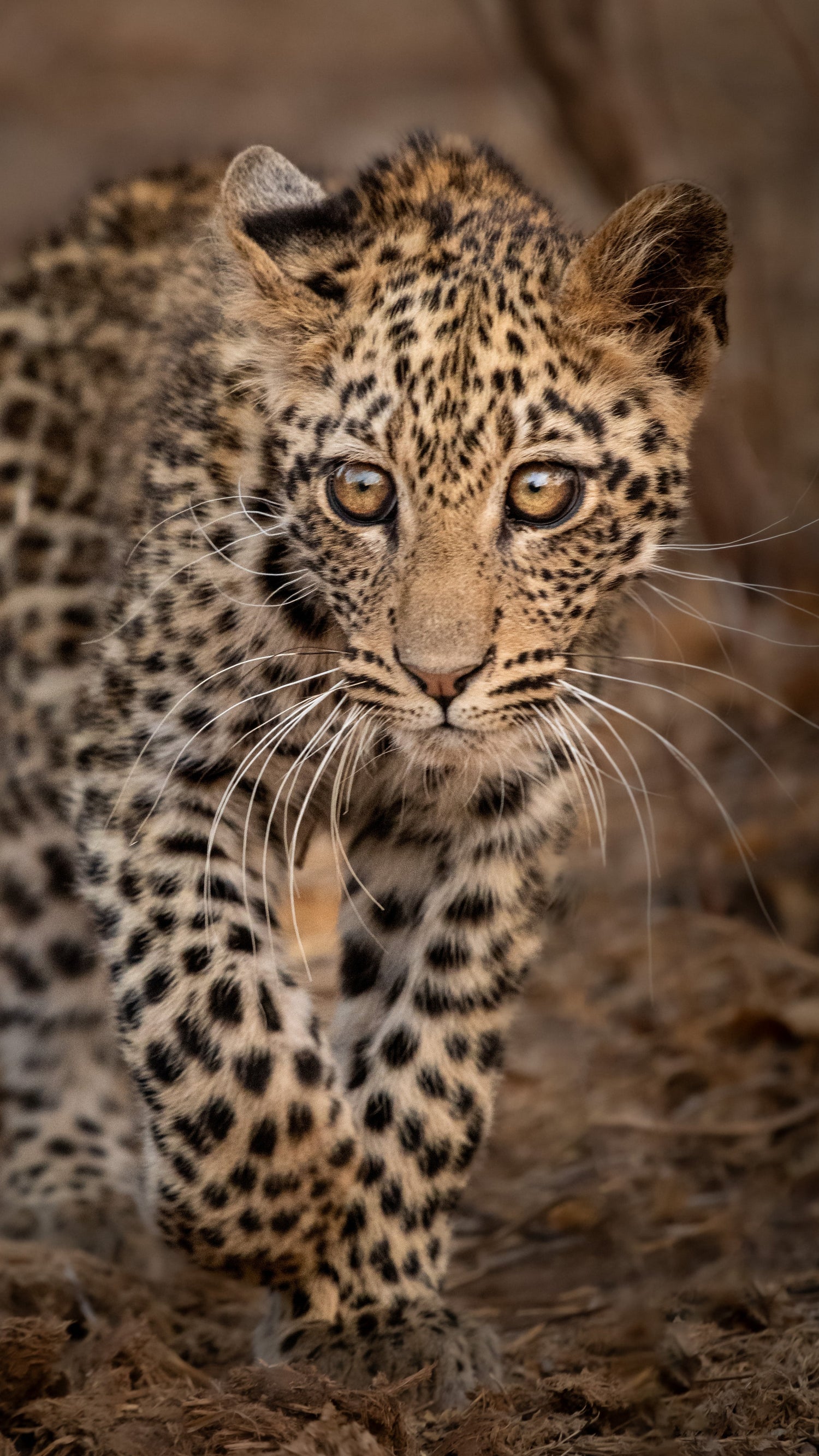 Leopard Cup Portrait Mashatu