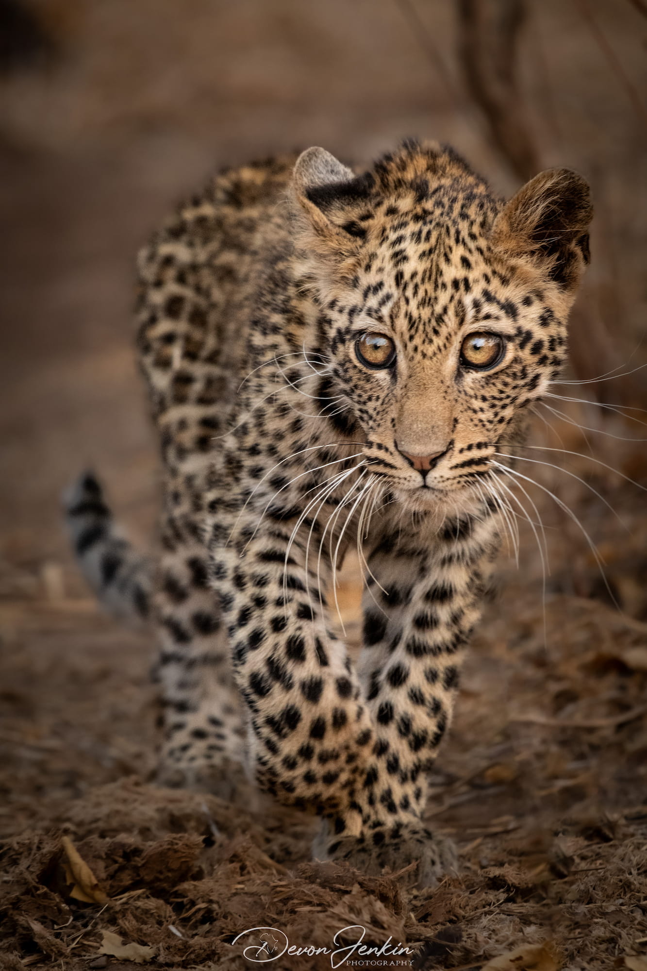 Leopard cub walking on a natural background