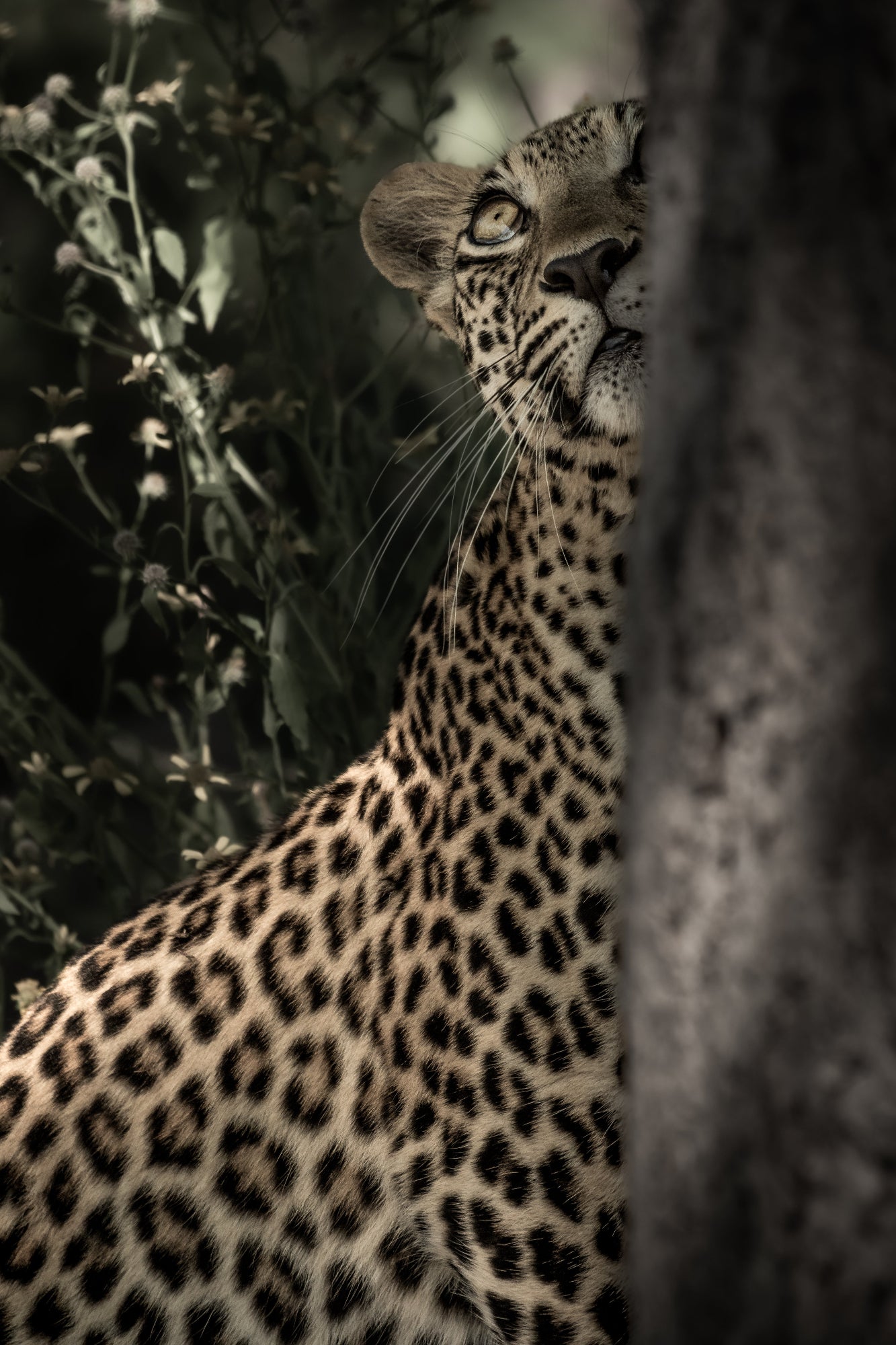 Leopard looking up african wildlife photography