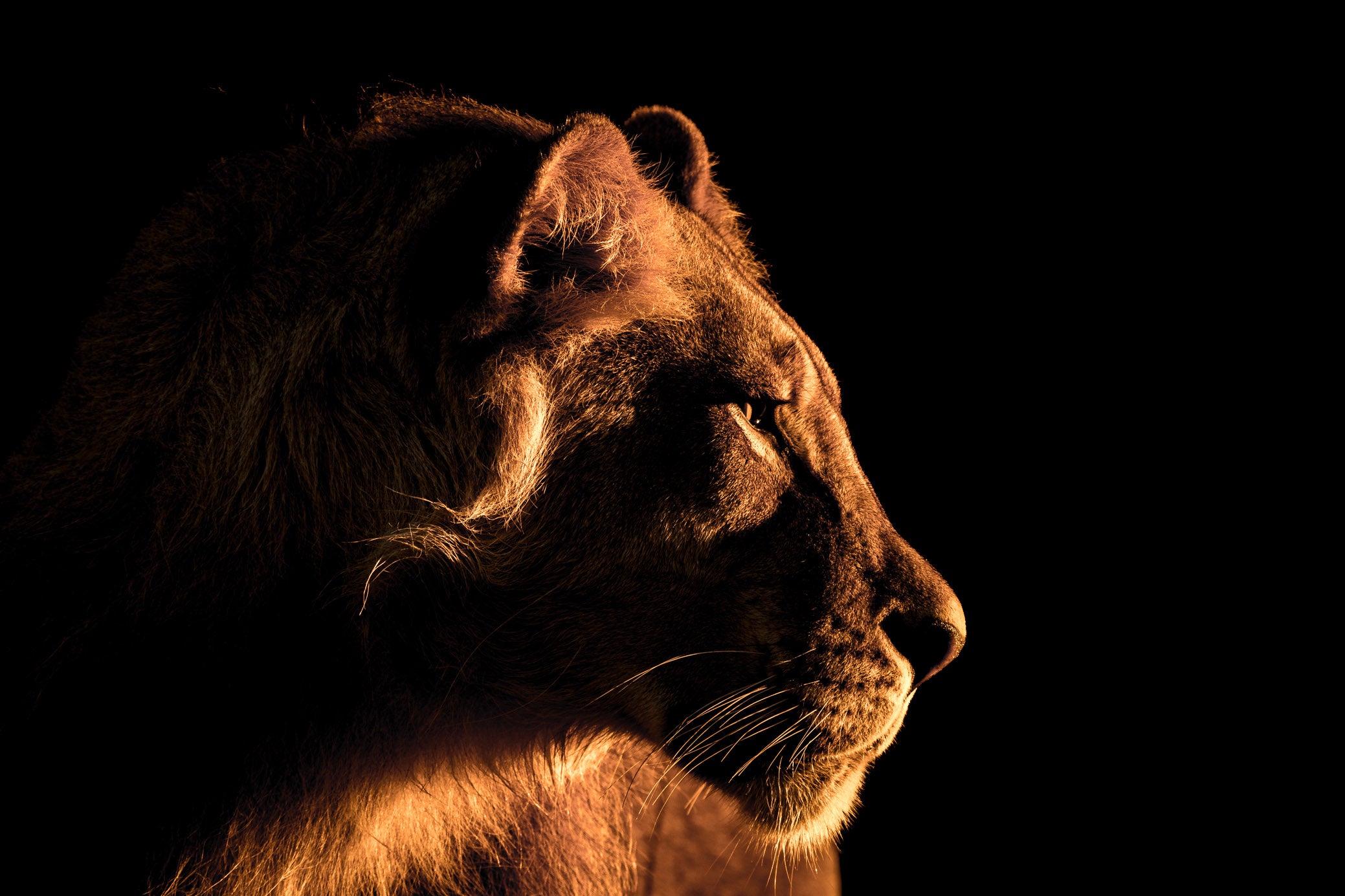 a male lion in golden afternoon light 