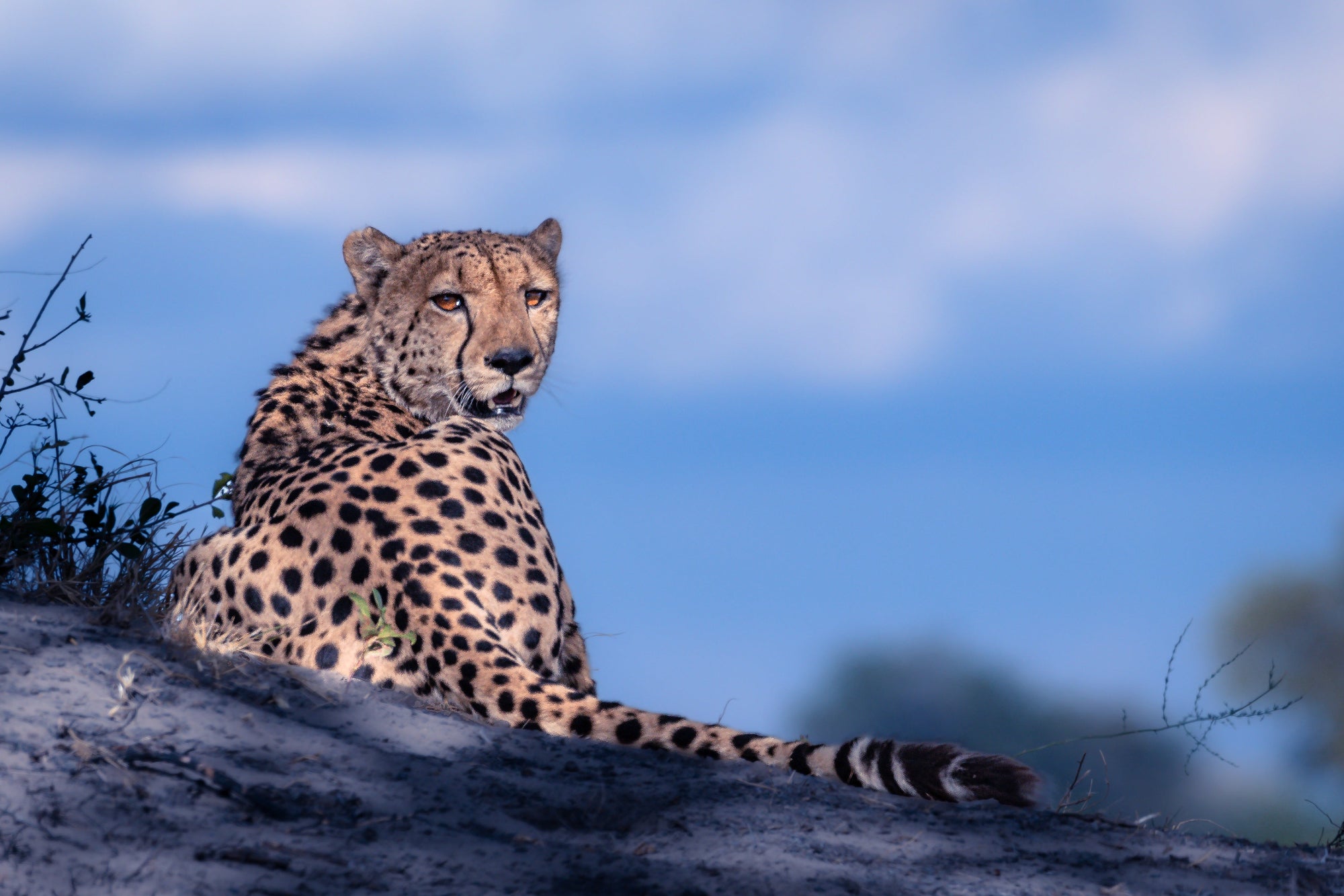 Male Cheetah Okavango Delta_Wildlife_photography