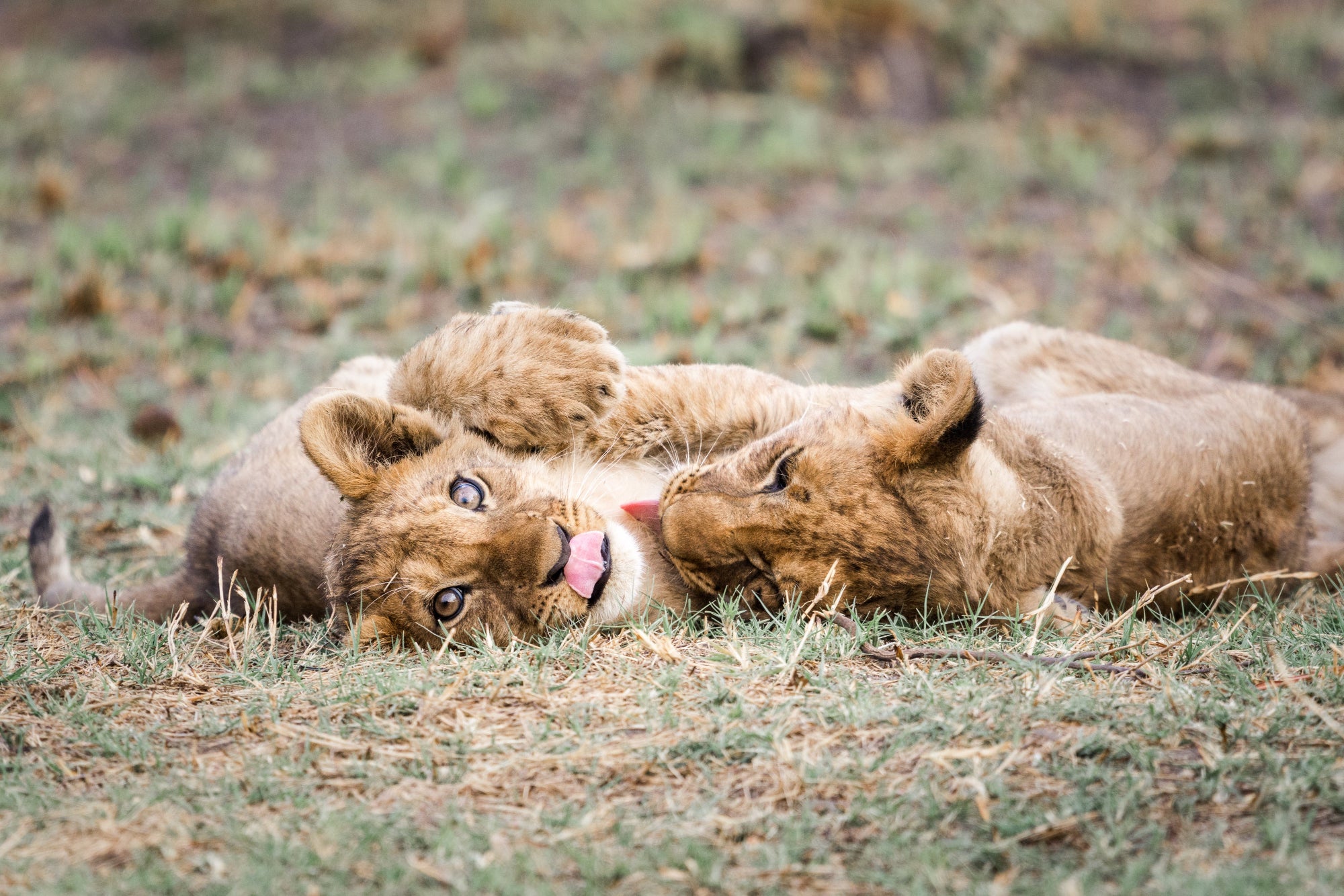 cute lion cubs playing 