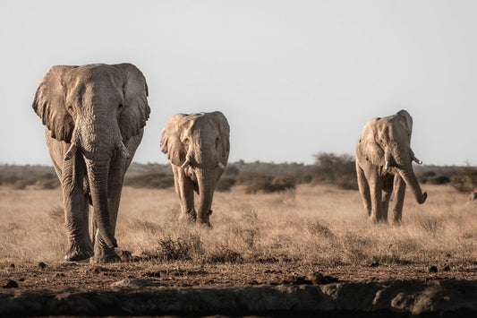 Three Kings — Elephant Fine Art Print | Nxai Pan, Botswana
