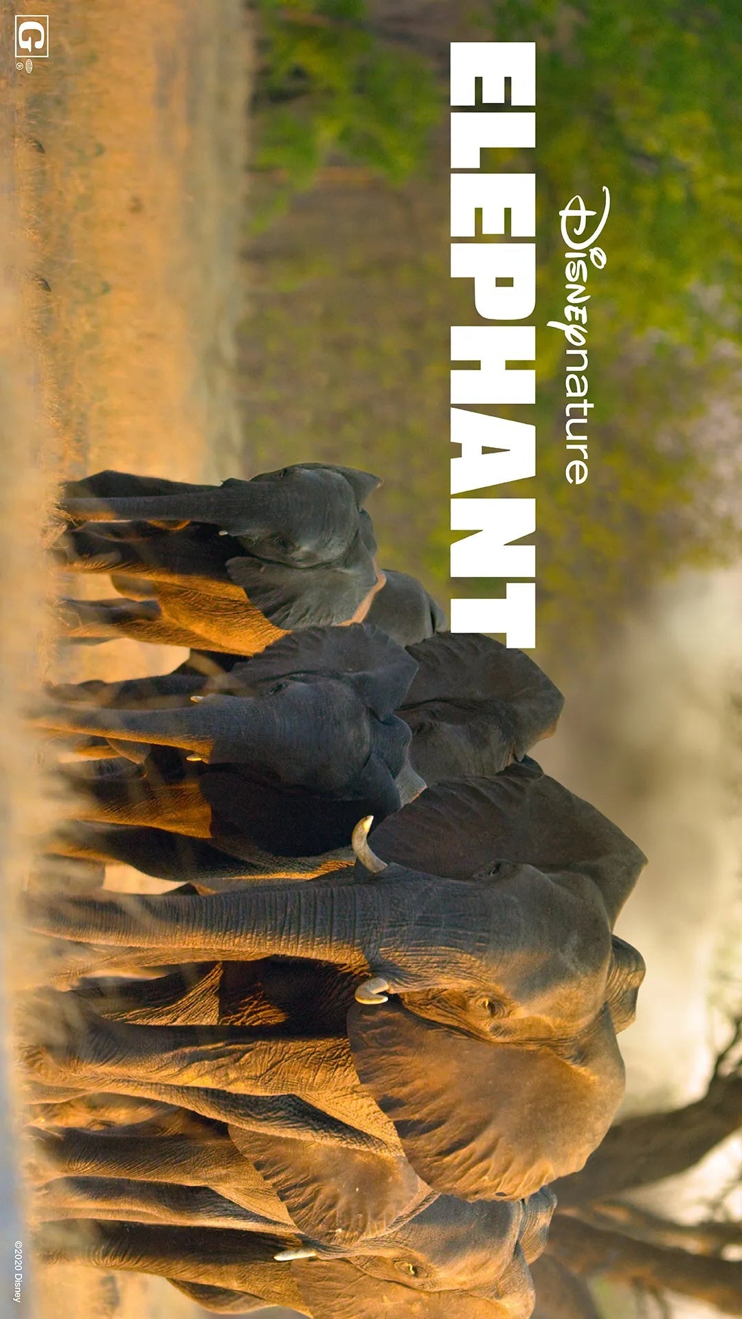Group of elephants walking together with 'Disney Nature Elephant' text overlay.