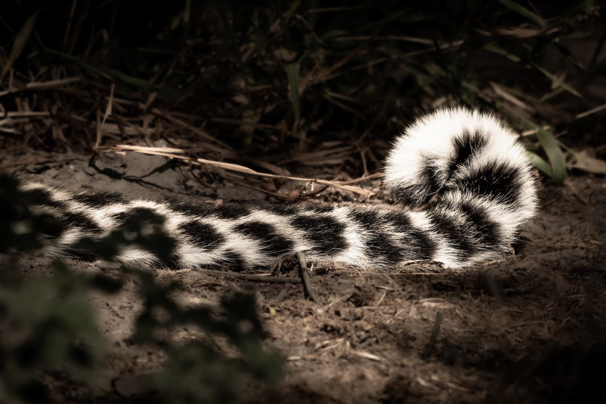 Close-up of a leopard's tail on a dark background