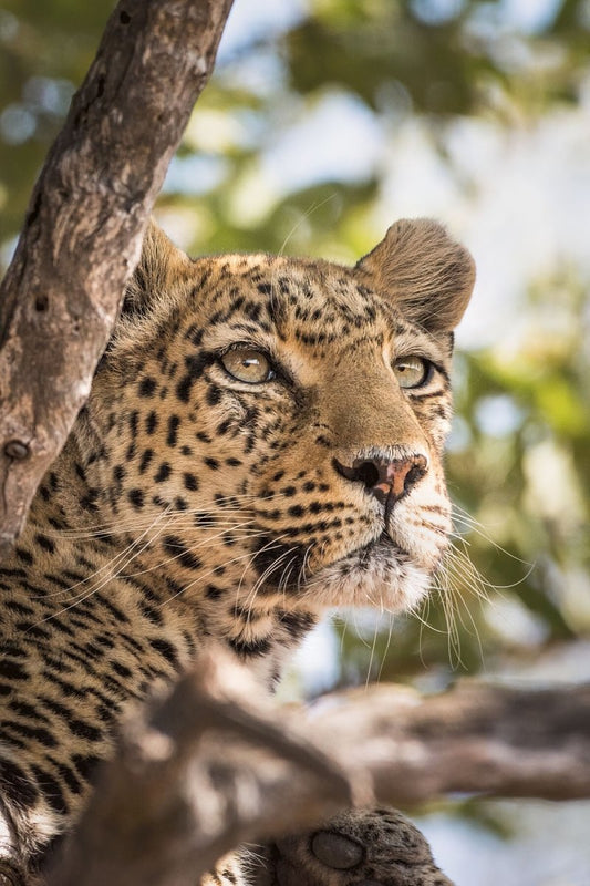 Leopard portrait african wildlife