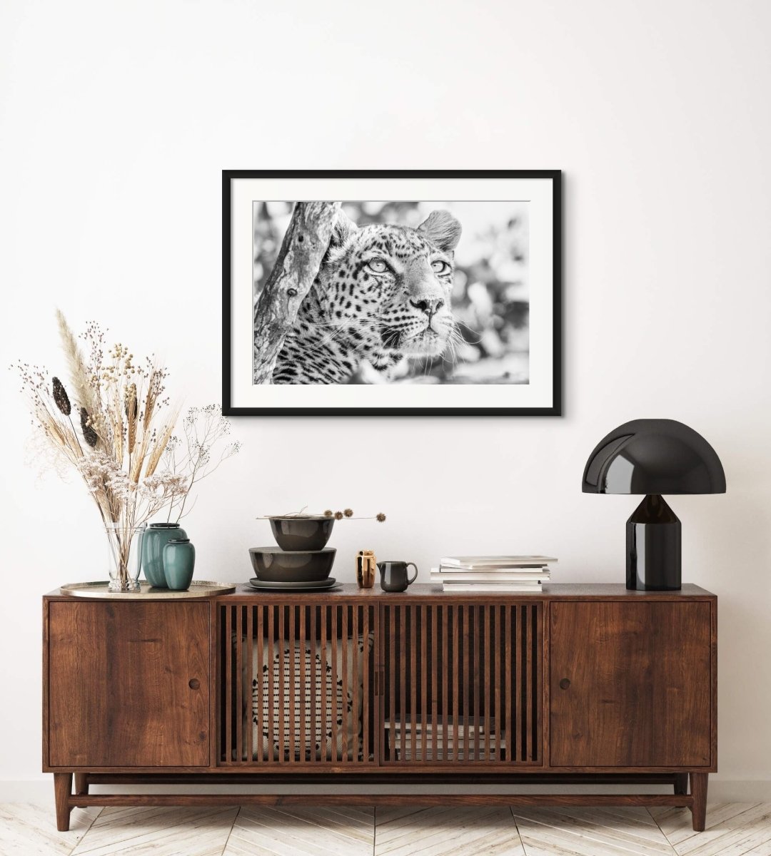 Black and white photography of a leopard in a tree