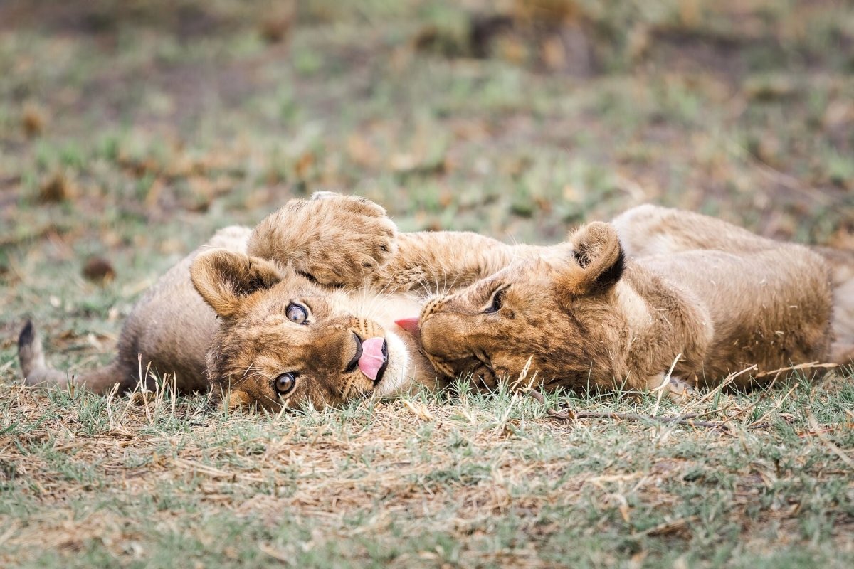 African wildlife wall art print of two lion cubs playing