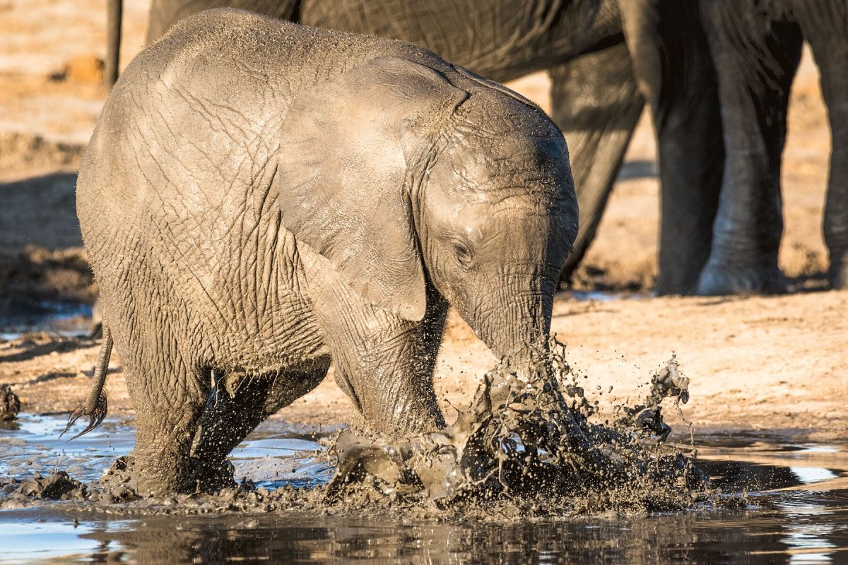 BATHTIME - wildlife wall art print for home decor of a young elephant splashing in muddy water