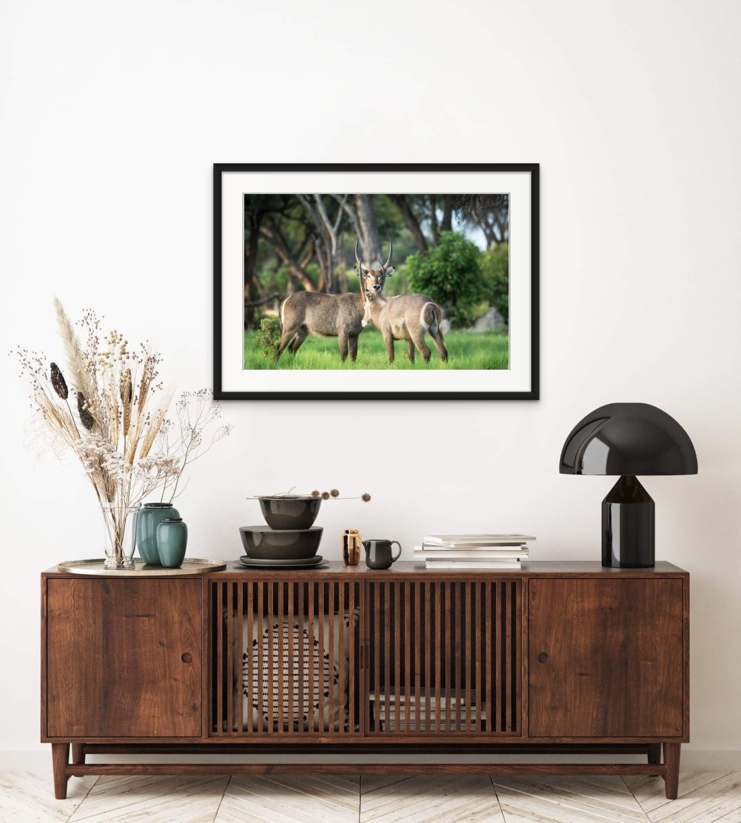 BROTHERHOOD - Fine Art Print - Limited edition - Wall art - African Wildlife Photography