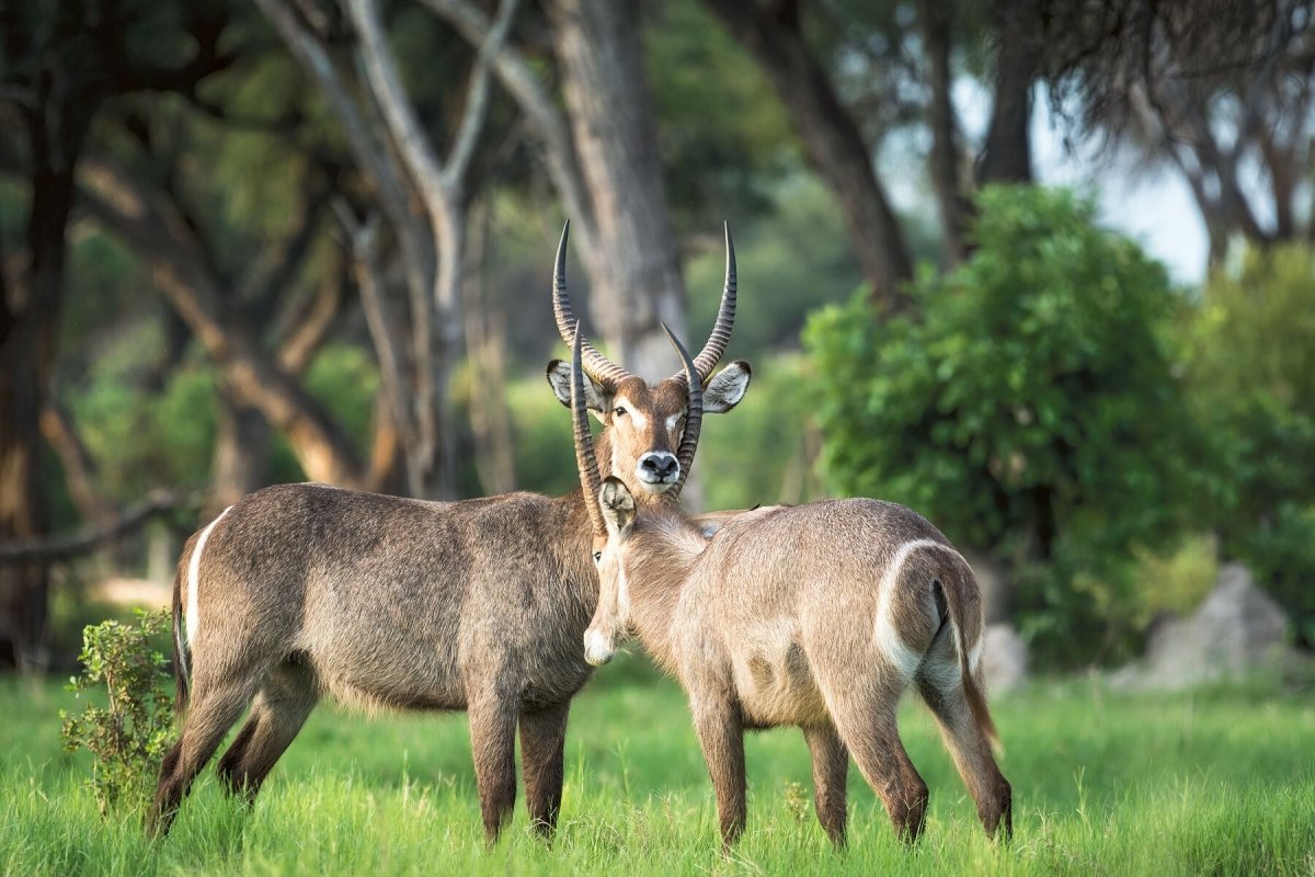 BROTHERHOOD - Fine Art Print - Limited edition - Wall art - African Wildlife Photography