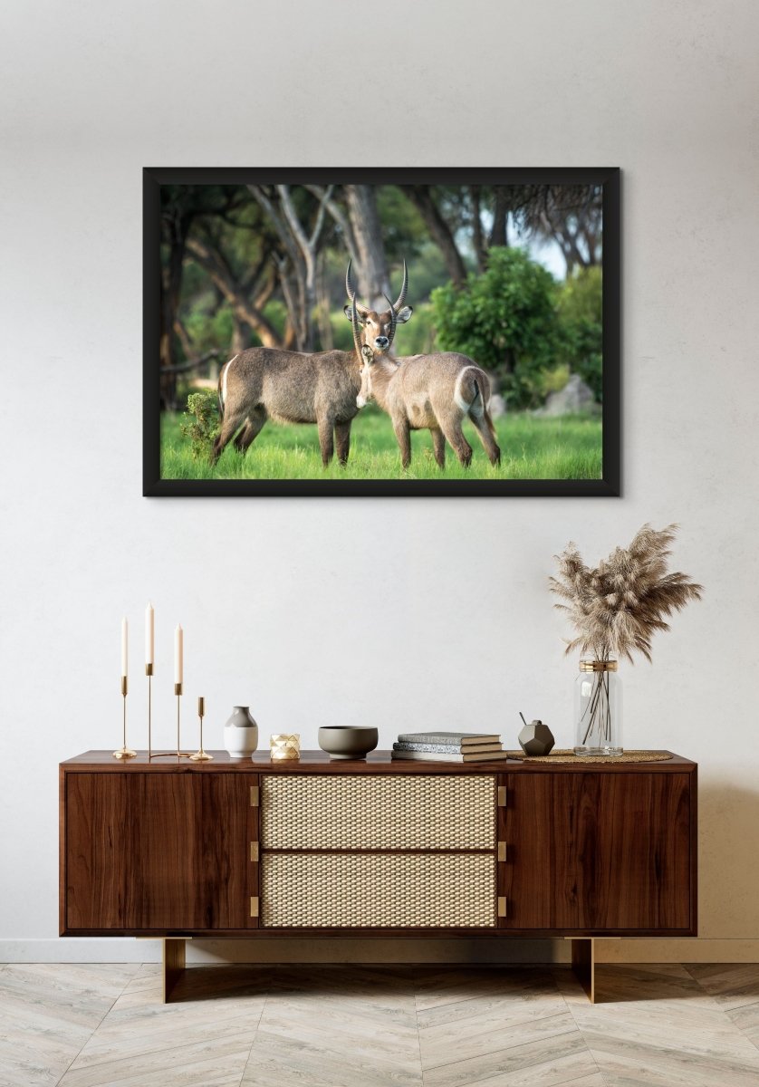 BROTHERHOOD - Fine Art Print - Limited edition - Wall art - African Wildlife Photography