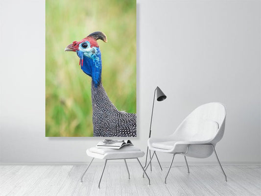 COLOURFUL FOWL - wildlife wall art print for home decor