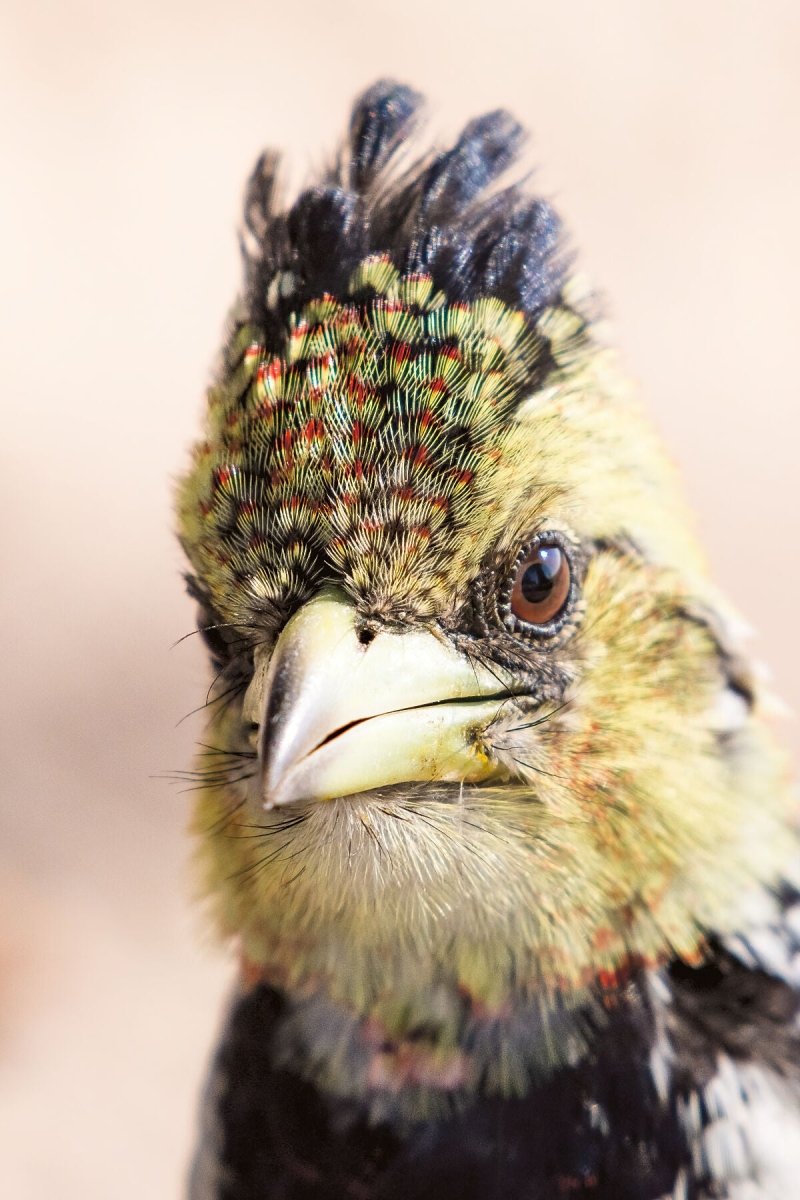 CRESTED CLOSE UP- Fine Art Print - Limited edition - Wall art - African Wildlife Photography