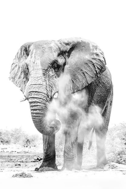 DELICIOUS DUST- Fine Art Print - Limited edition - Wall art - African Wildlife Photography