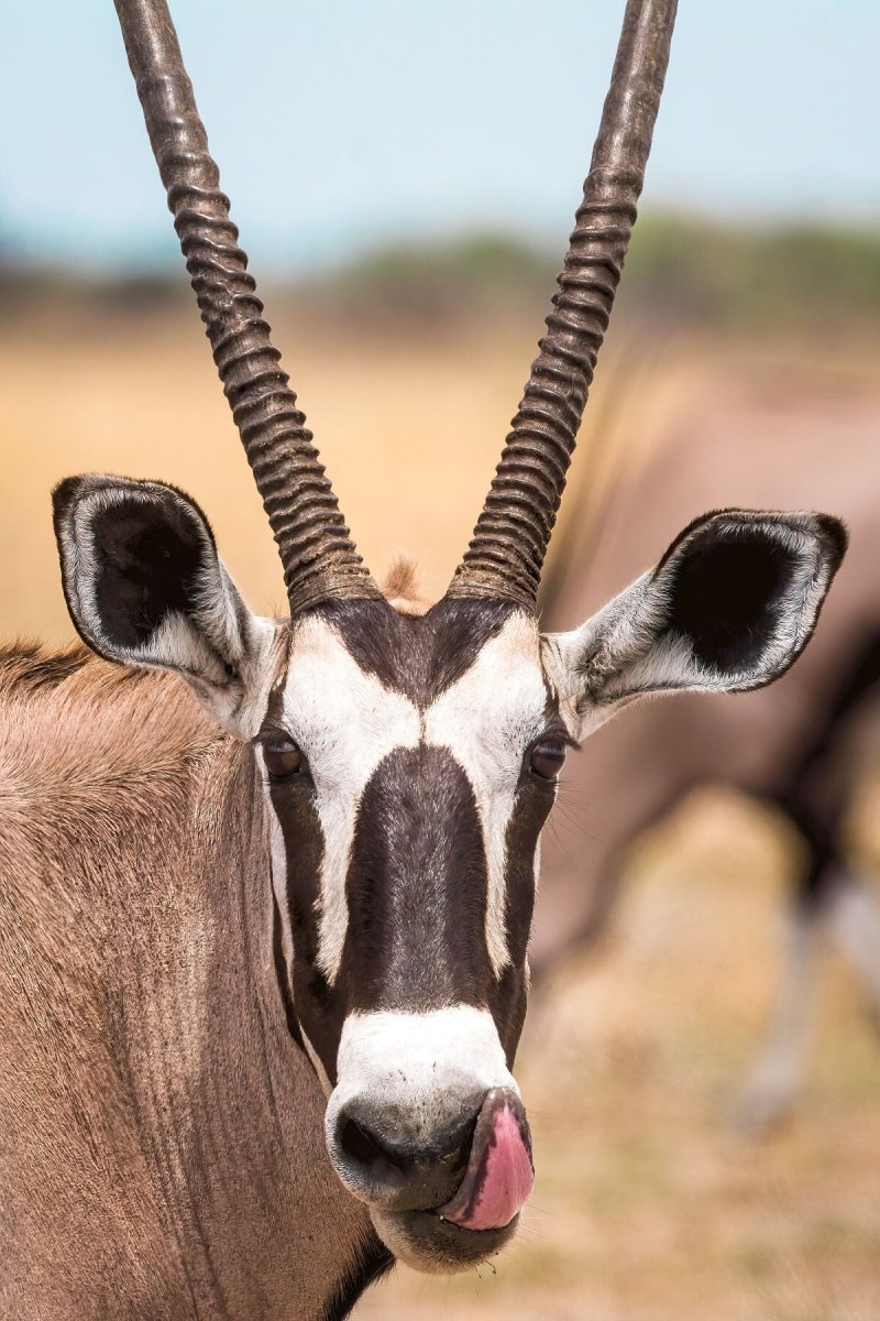 DESERT ADAPTATIONS - Fine Art Print - Limited edition - Wall art - African Wildlife Photography