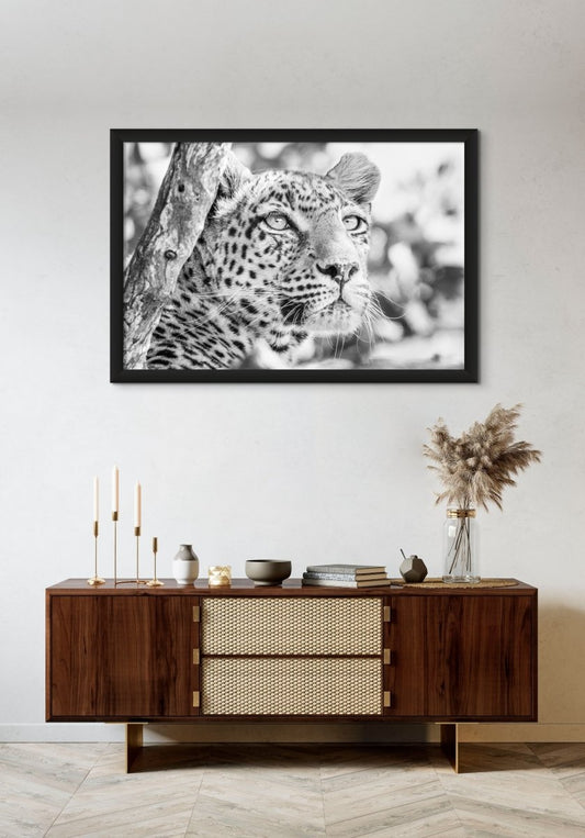 EYELIGHT - Fine Art Print - Limited edition - Wall art - African Wildlife Photography