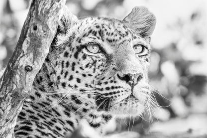 EYELIGHT - Fine Art Print - Limited edition - Wall art - African Wildlife Photography