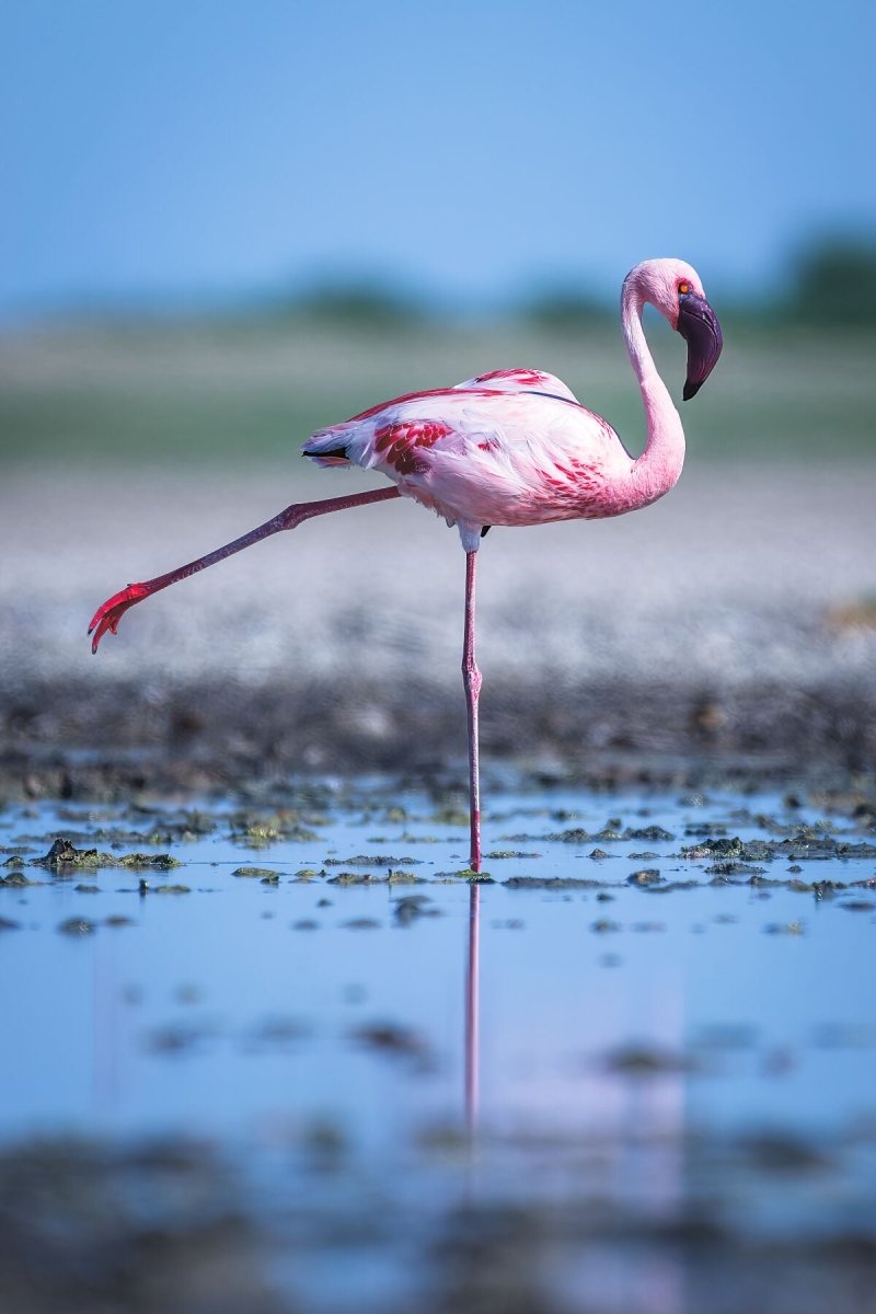 FLAMINGO YOGA - Fine Art Print - Limited edition - Wall art - African Wildlife Photography