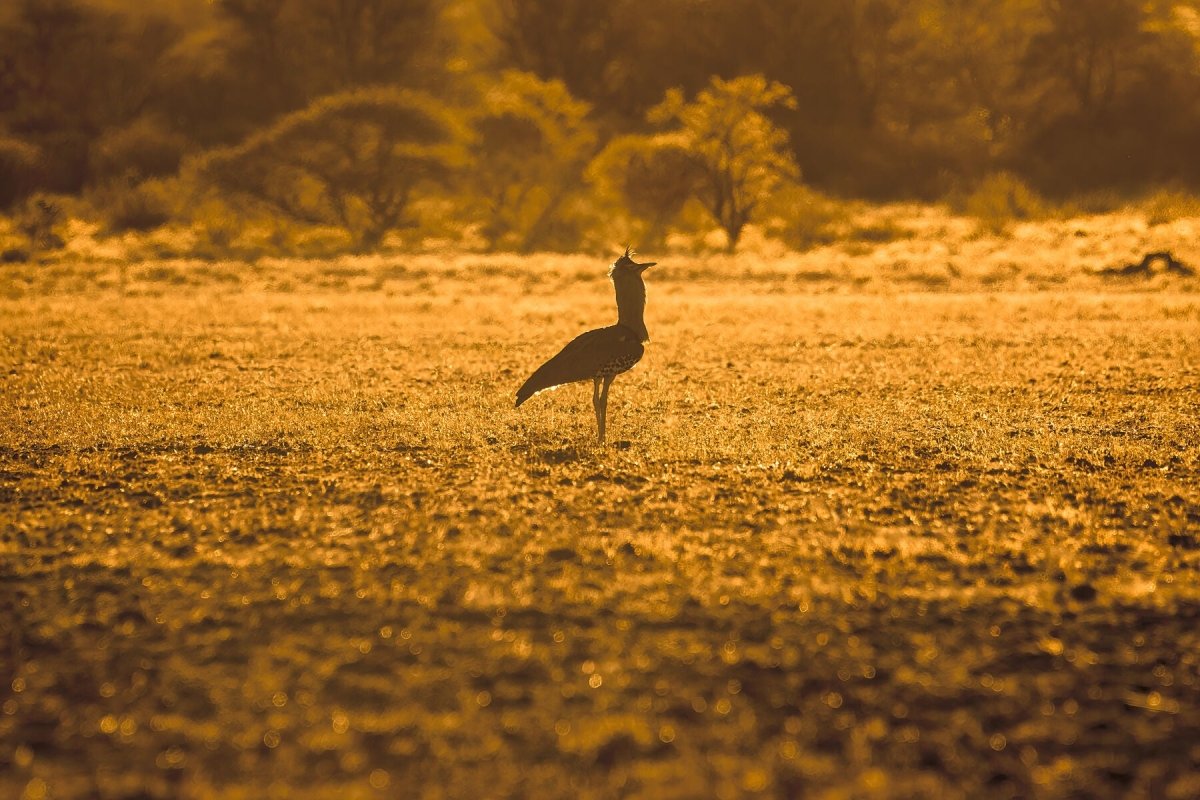 GOLDEN BUSTARD - Fine Art Print - Limited edition - Wall art - African Wildlife Photography