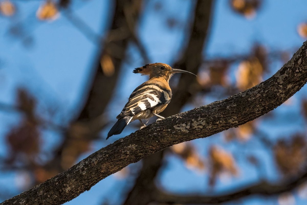 HOOPOE HIGHLIGHTS - Fine Art Print - Limited edition - Wall art - African Wildlife Photography