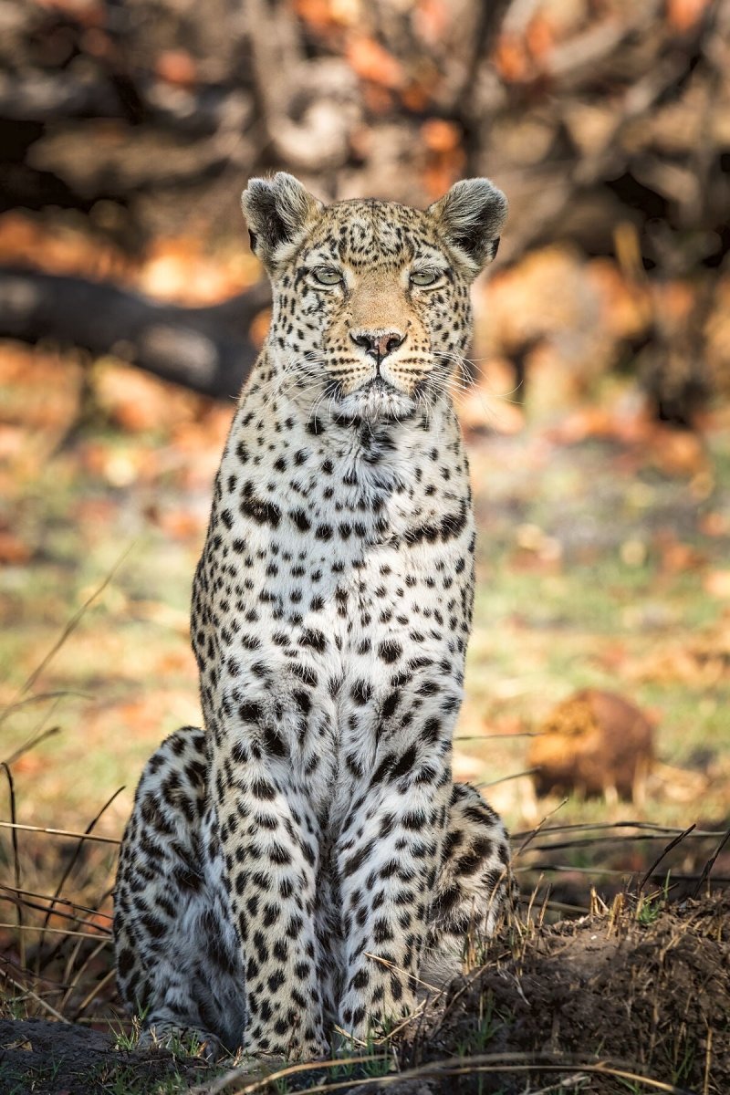 JUDGEMENT - Fine Art Print - Limited edition - Wall art - African Wildlife Photography