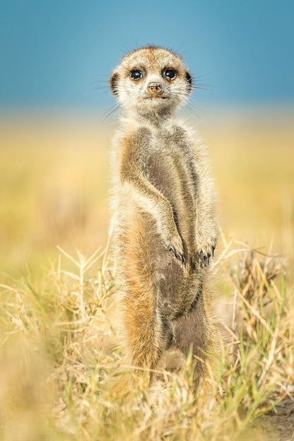 JUNIOR SCOUT - Fine Art Print - Limited edition - Wall art - African Wildlife Photography