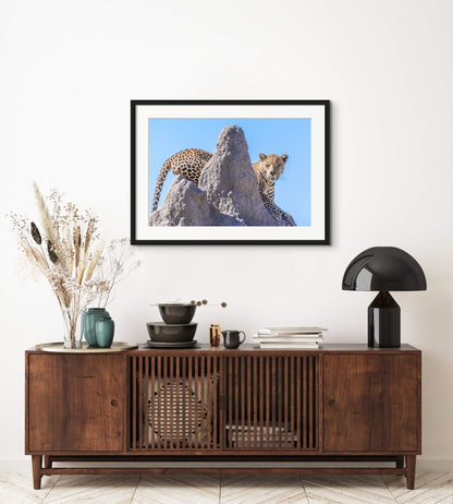 LEOPARD LOOKOUT - Fine Art Print - Limited edition - Wall art - African Wildlife Photography